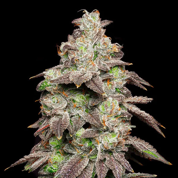 Fried Banana van Cookies Seed Bank