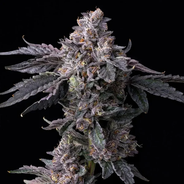 Permanent Marker x Triple Scoop van Cookies Seed Bank