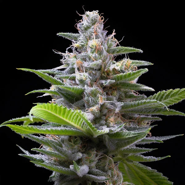 Murder Hornet van Cookies Seed Bank