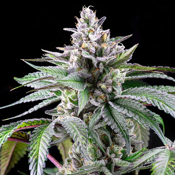 Sunsetz van Cookies Seed Bank