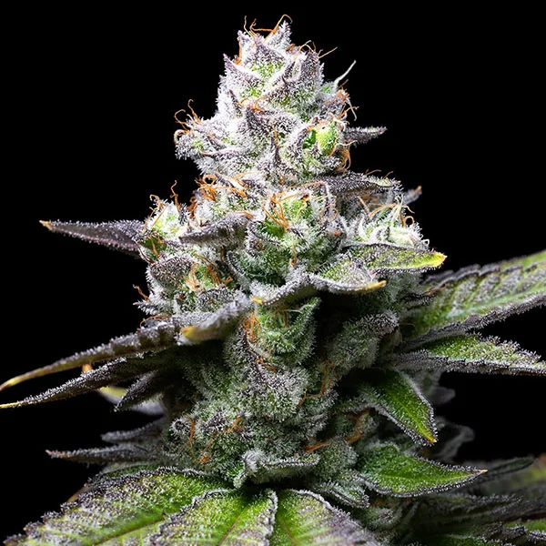Melted Scoopz van Cookies Seed Bank