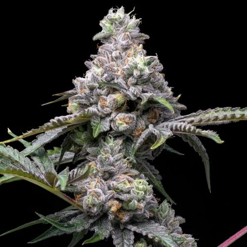 Papaya x Hollywood van Cookies Seed Bank