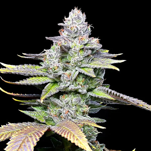 Wet Wet van Cookies Seed Bank