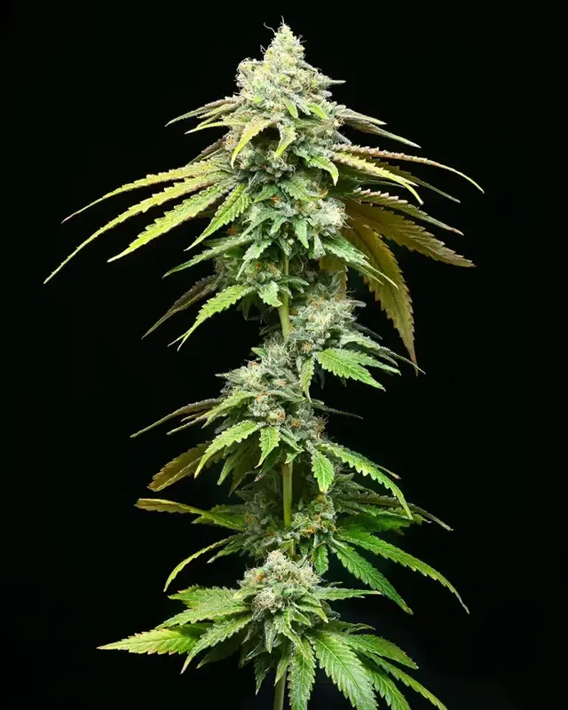 Motor City van Cookies Seed Bank