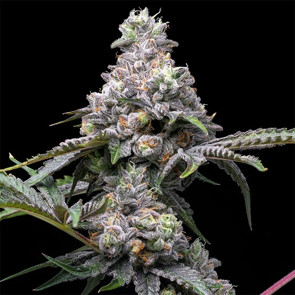 Papaya x Hollywood van Cookies Seed Bank