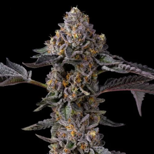 Berniehana Butter x Triple Scoop van Cookies Seed Bank