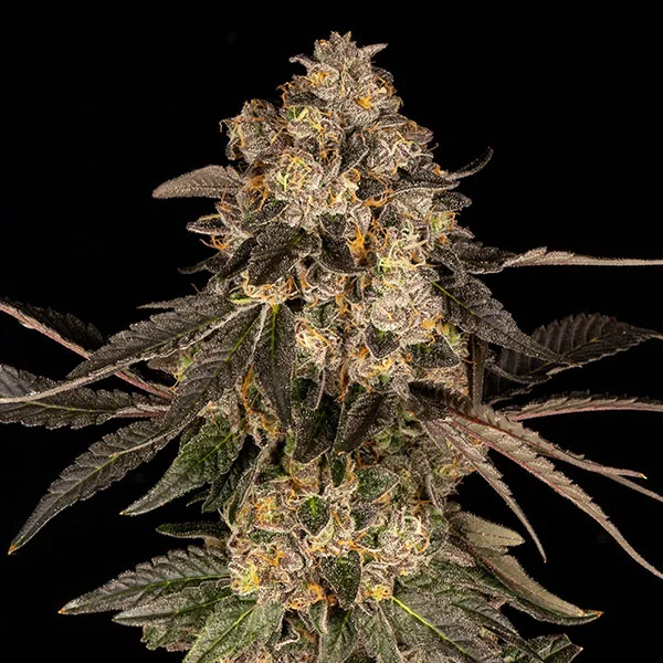 Cherry Fritter van Cookies Seed Bank