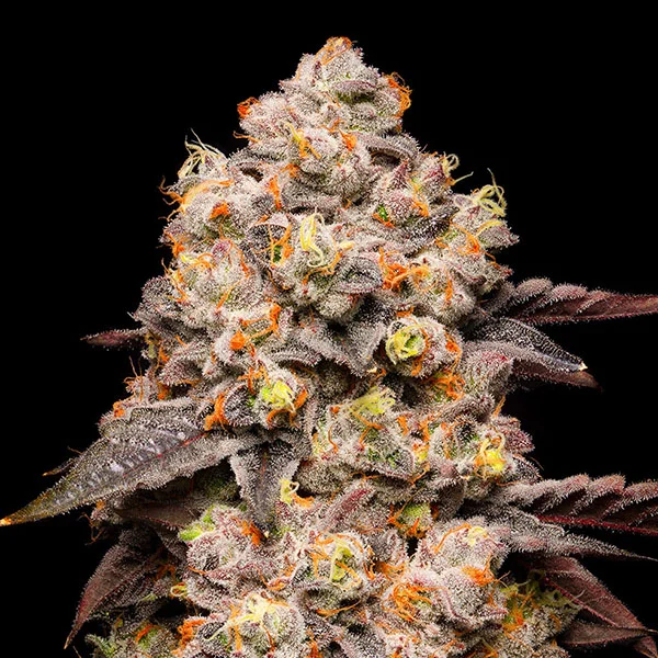 Dried Fruit van Cookies Seed Bank