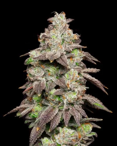 Fried Banana van Cookies Seed Bank