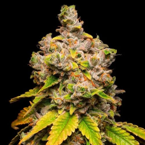 Lemon Cherry Sherb van Cookies Seed Bank
