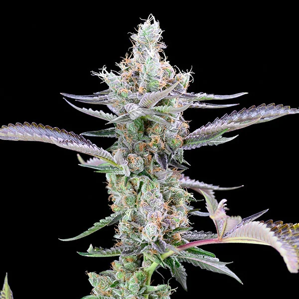 Dirty Money van Cookies Seed Bank