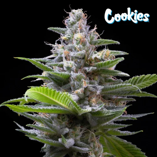 Murder Hornet van Cookies Seed Bank