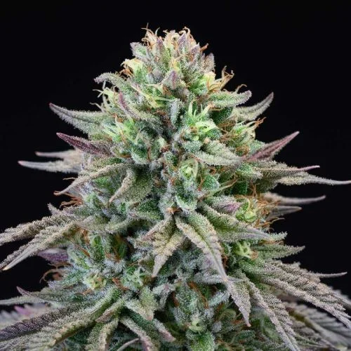 Cherry Cooks van Cookies Seed Bank