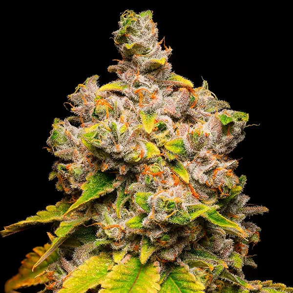 Lemon Cherry Sherb van Cookies Seed Bank