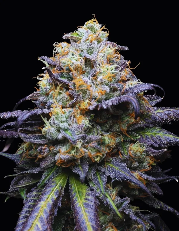 Double Sherb van Cookies Seed Bank