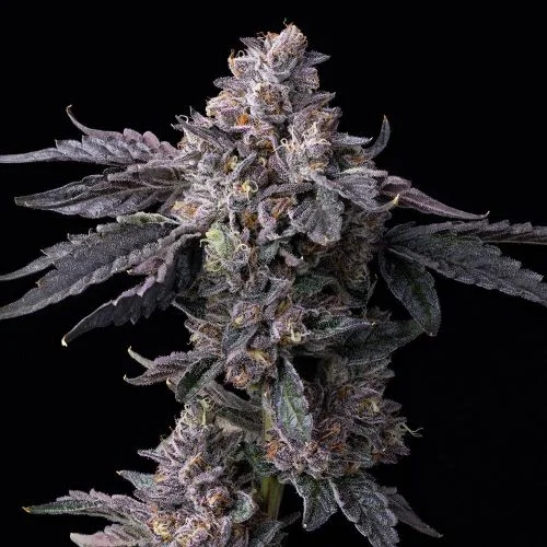 Permanent Marker x Triple Scoop van Cookies Seed Bank