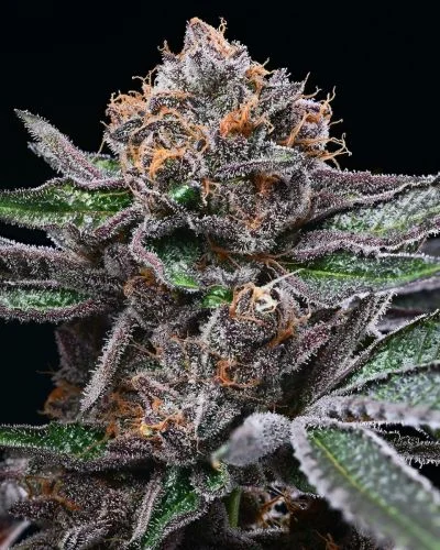 Candy Candy van Cookies Seed Bank