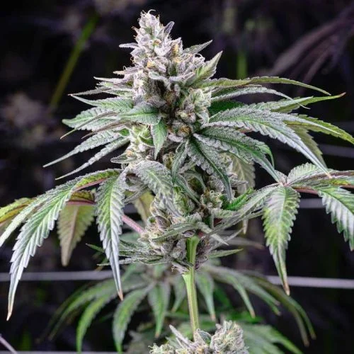 Sunsetz van Cookies Seed Bank