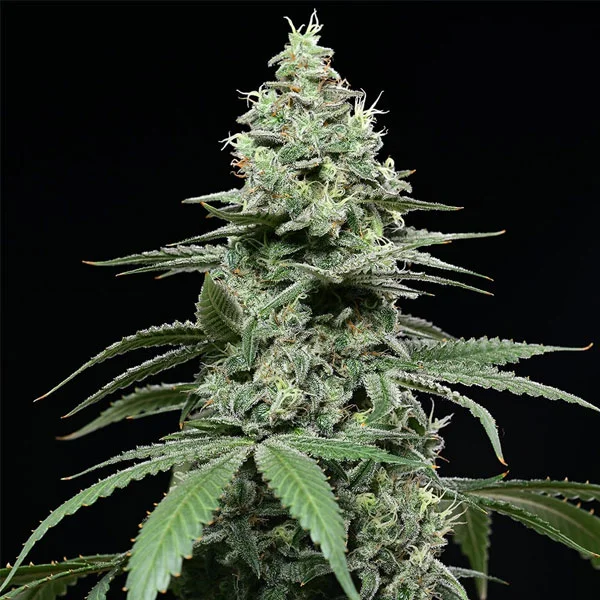 Sunset Pie van Cookies Seed Bank