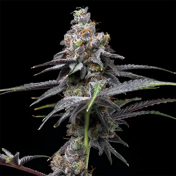 Animal Cake x Hollywood van Cookies Seed Bank