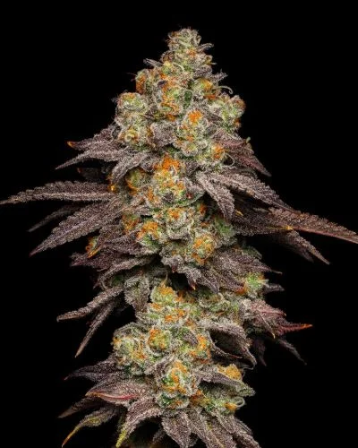 Big Z van Cookies Seed Bank