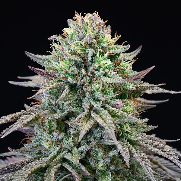 Cherry Cooks van Cookies Seed Bank