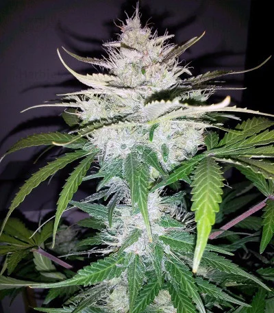 Cropical Fruit van Cream of the Crop Seeds