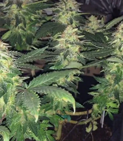 Lemon Venom van Cream of the Crop Seeds