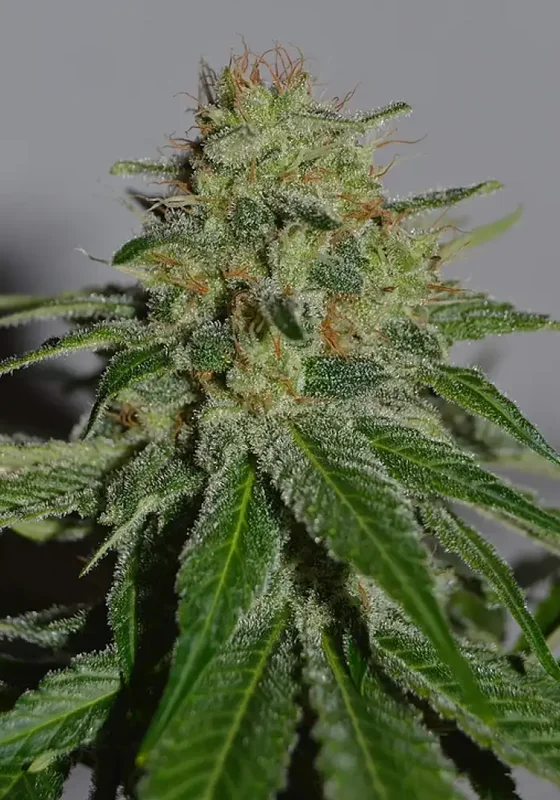 Crop Doctor van Cream of the Crop Seeds