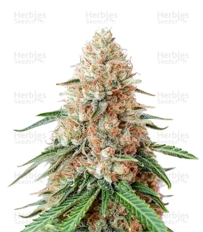 Double Cream van Cream of the Crop Seeds
