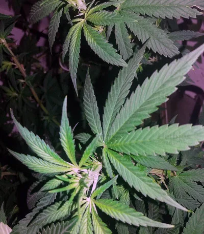 Black Gold van Cream of the Crop Seeds