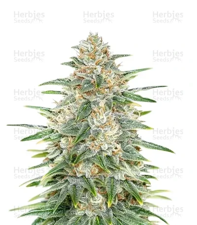 Psychofruit van Cream of the Crop Seeds