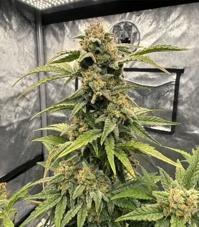 Hybrid X van Cream of the Crop Seeds