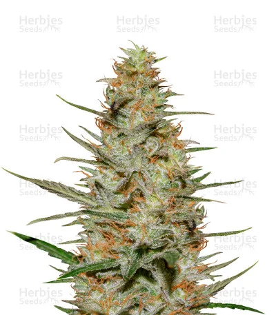 Purple Paralysis van Cream of the Crop Seeds