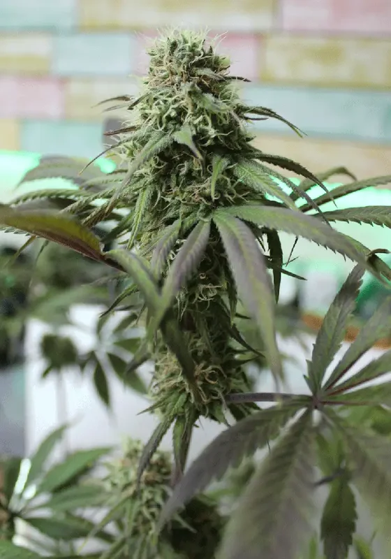 Yumbolt x Banana van Cream of the Crop Seeds