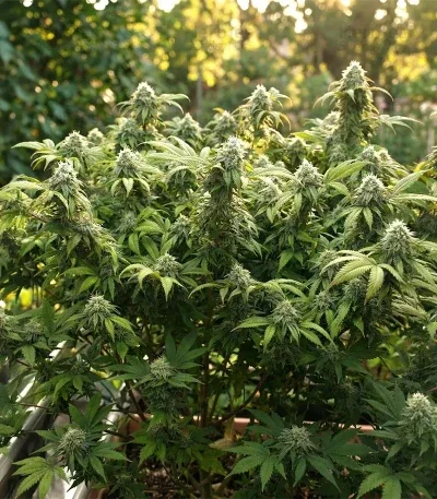 Double Cream van Cream of the Crop Seeds