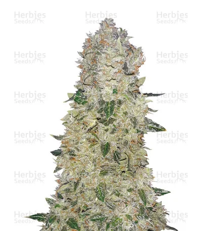 Narcotherapy van Cream of the Crop Seeds