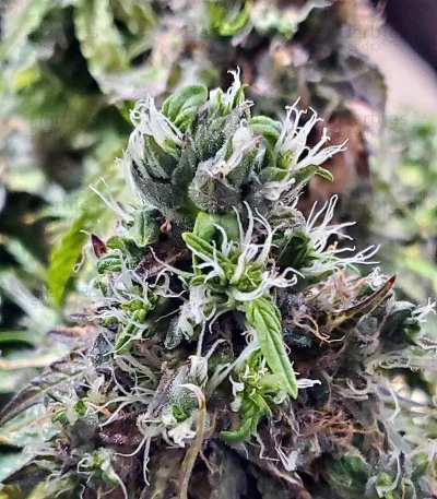 Crop Circle van Cream of the Crop Seeds
