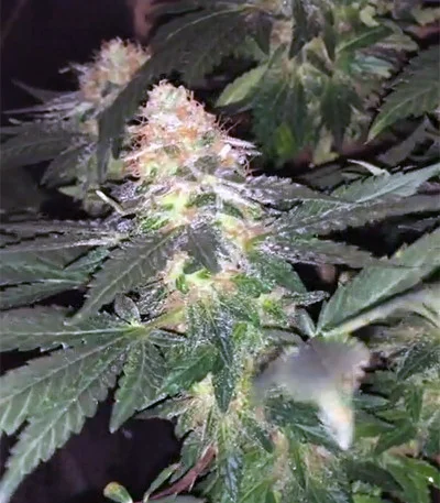 Lemon Venom van Cream of the Crop Seeds