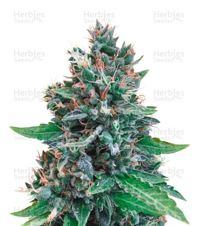 Cropolope van Cream of the Crop Seeds