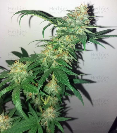 Black Gold van Cream of the Crop Seeds