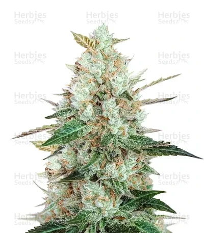 Bruce the Russian van Cream of the Crop Seeds