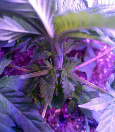 Psychofruit van Cream of the Crop Seeds
