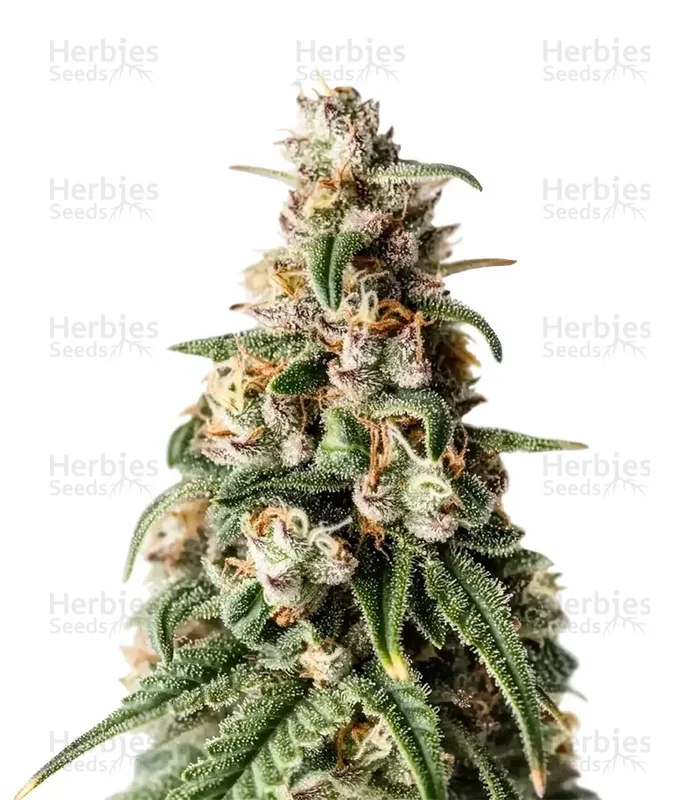 Hybrid X van Cream of the Crop Seeds