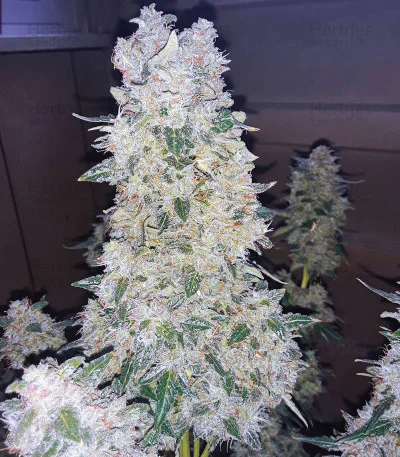 Narcotherapy van Cream of the Crop Seeds