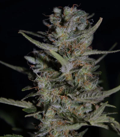 Purple Paralysis van Cream of the Crop Seeds