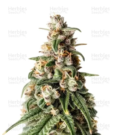 Hybrid X van Cream of the Crop Seeds