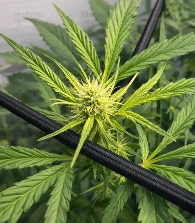 Bruce the Russian van Cream of the Crop Seeds