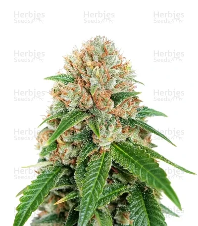 Cropical Fruit van Cream of the Crop Seeds