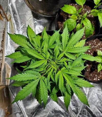 Crop Circle van Cream of the Crop Seeds